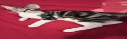 Europeo gatti in regalo: Cucciolotti di gatto  - Annuncio 3