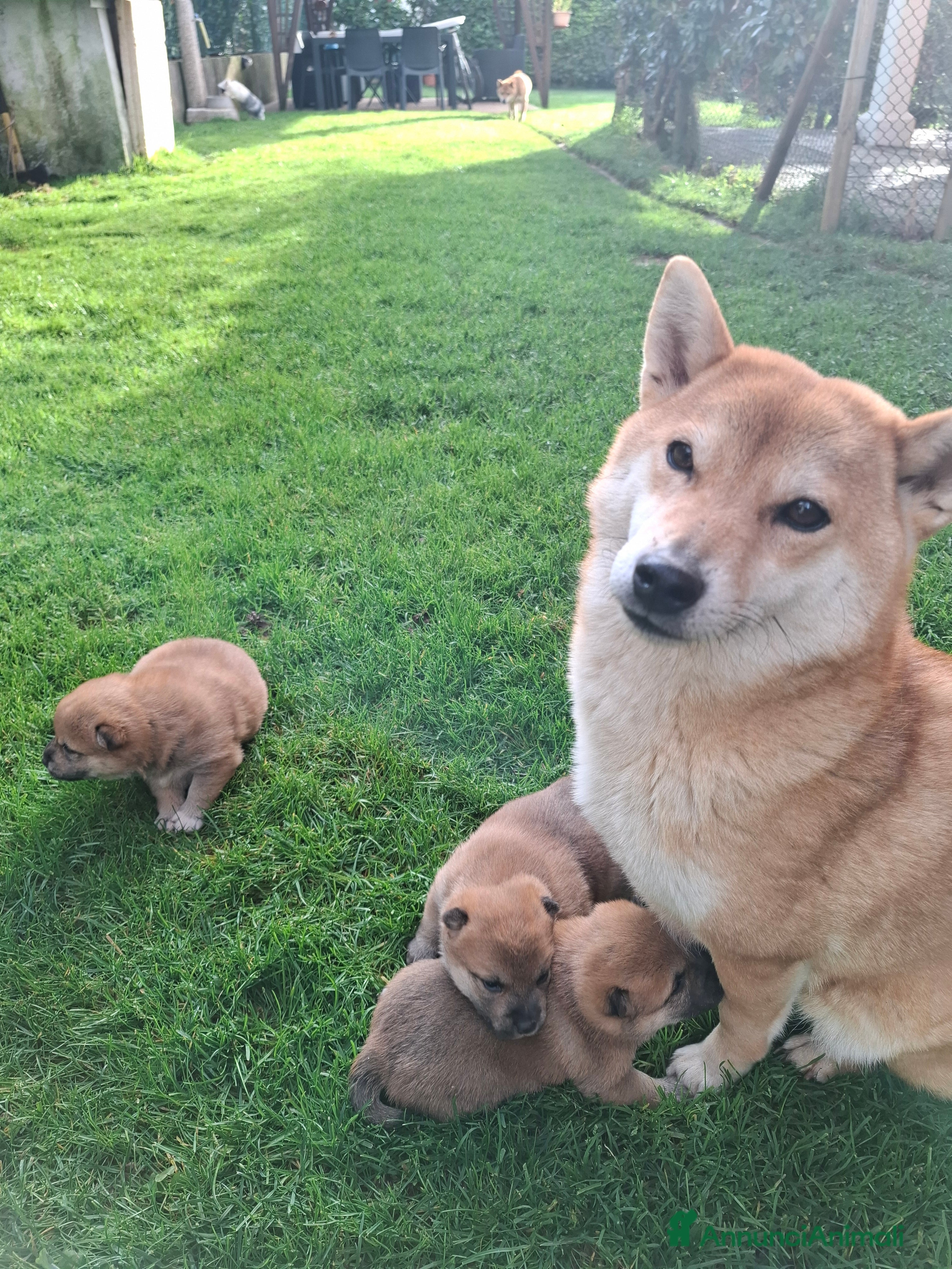 Shiba Inu cani Cuccioli Shiba Inu - Annuncio 1
