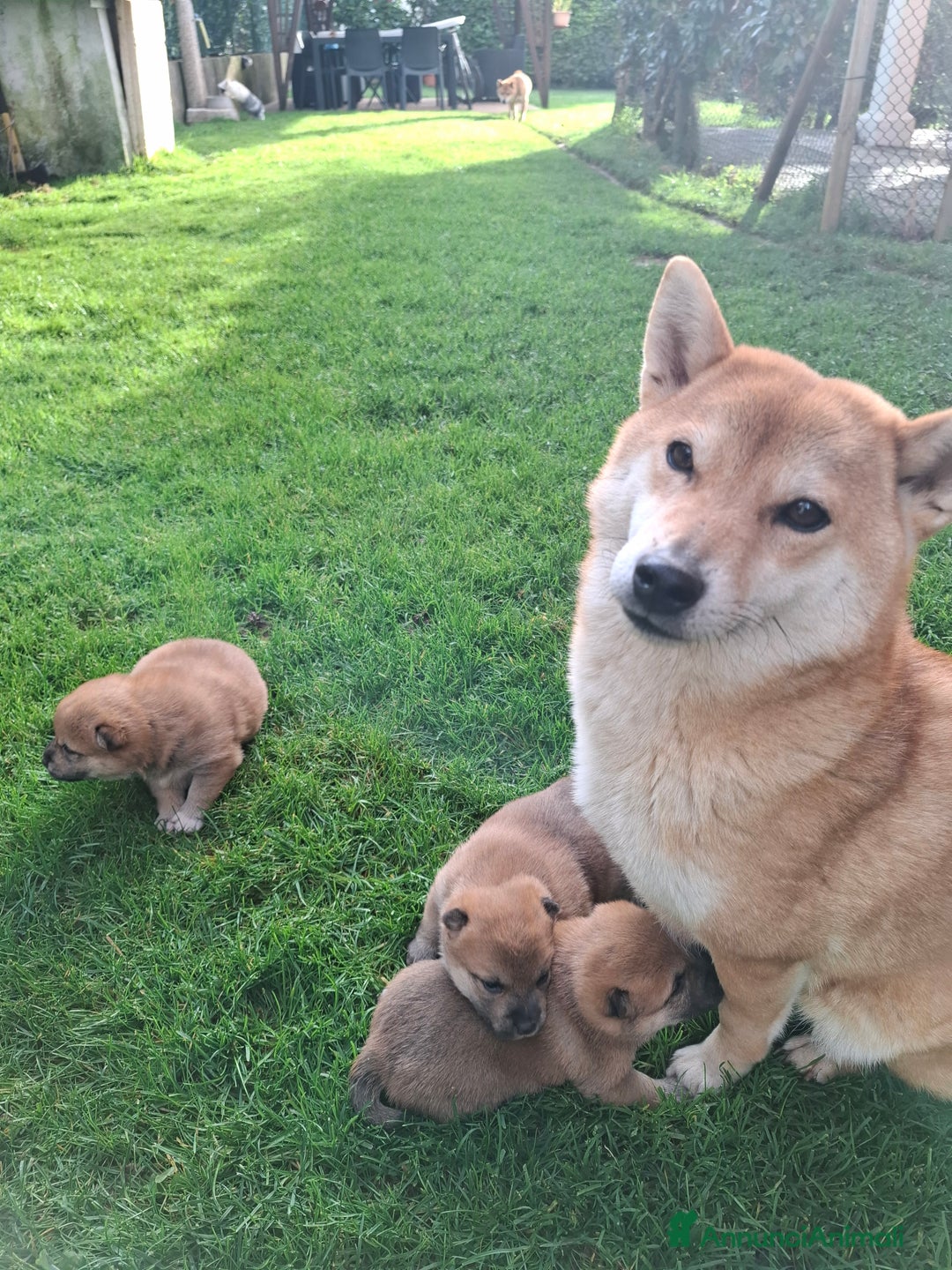 Shiba Inu cani in vendita: Cuccioli Shiba Inu - Annuncio 1