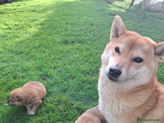 Shiba Inu cani Cuccioli Shiba Inu - Annuncio 1