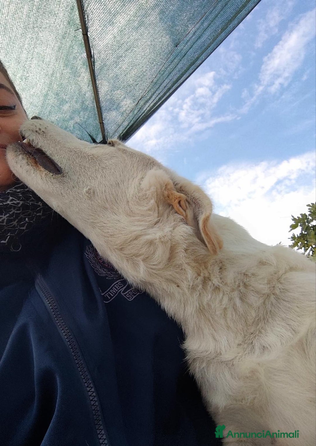 Altre razze cani in regalo: Miele - 8 Mesi - Dolce, Socievole - Annuncio 4