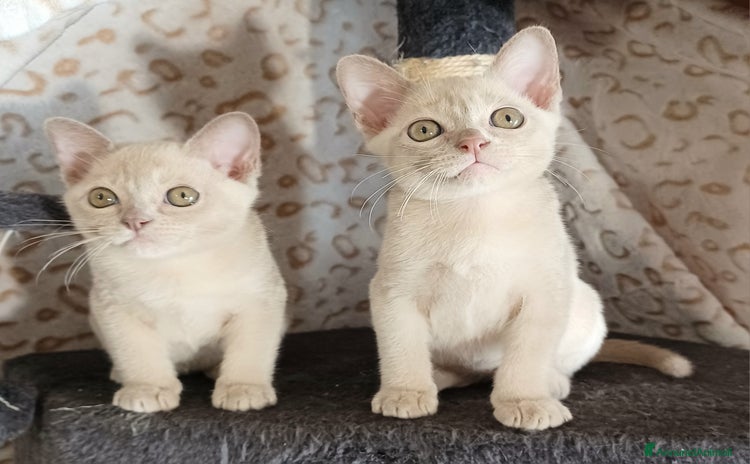 Burmese gatti - Annuncio 1