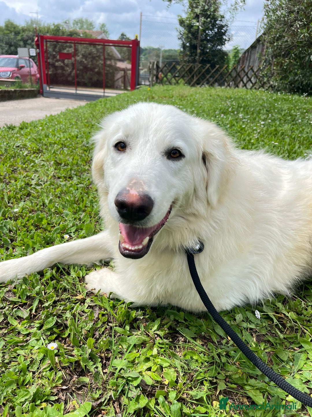 Meticcio cani in regalo: TIMOTHY SEGNI PARTICOLARI BELLISSIMO - Annuncio 1