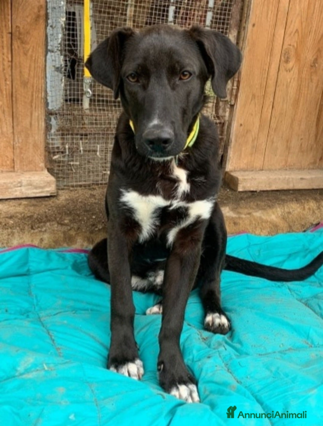 Meticcio cani Aky quasi 2anni salito a MILANO oltre 1anno faHELP - Annuncio 5