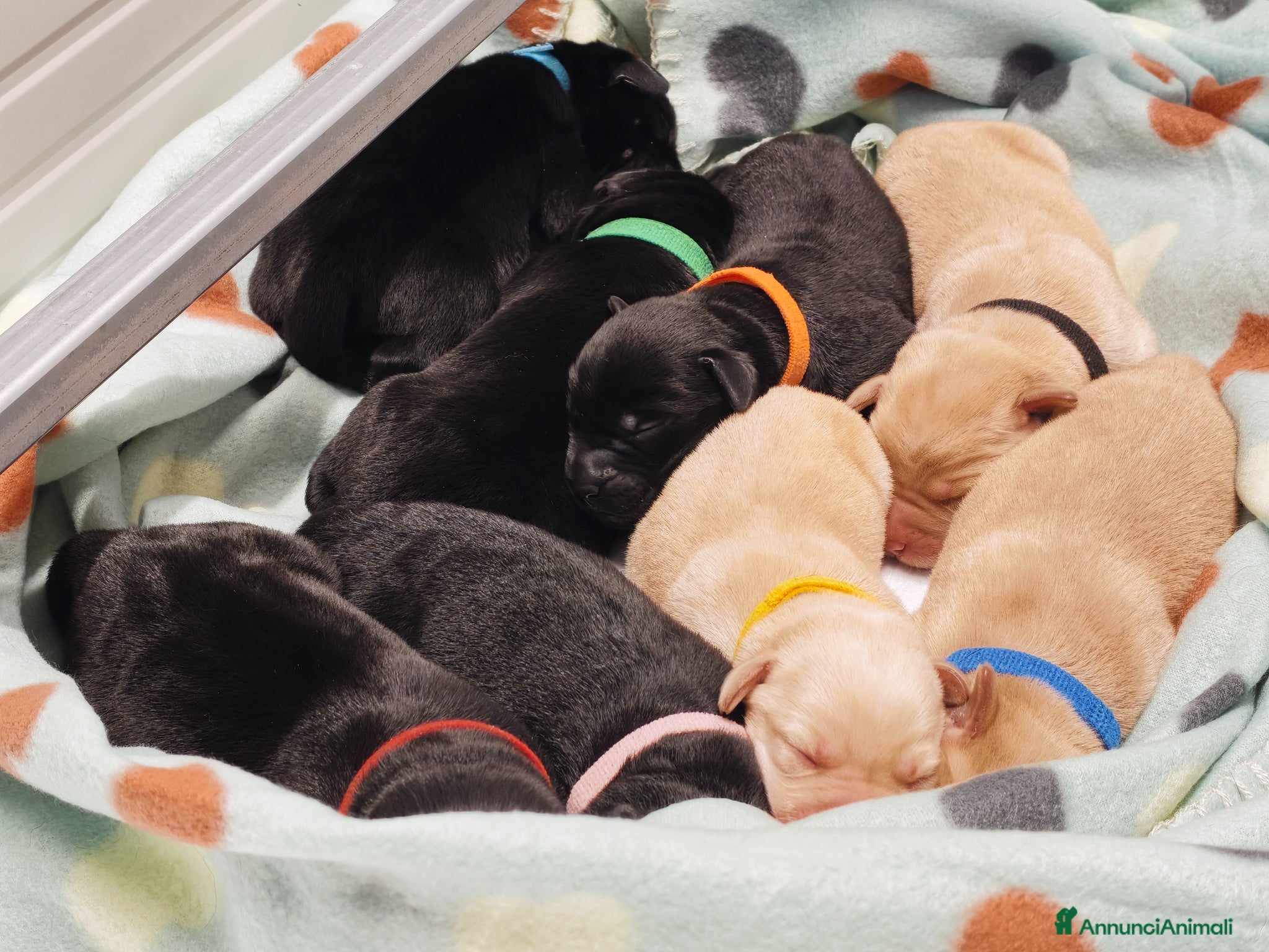 Labrador cani Cuccioli di Labrador retriever neri e gialli - Annuncio 2