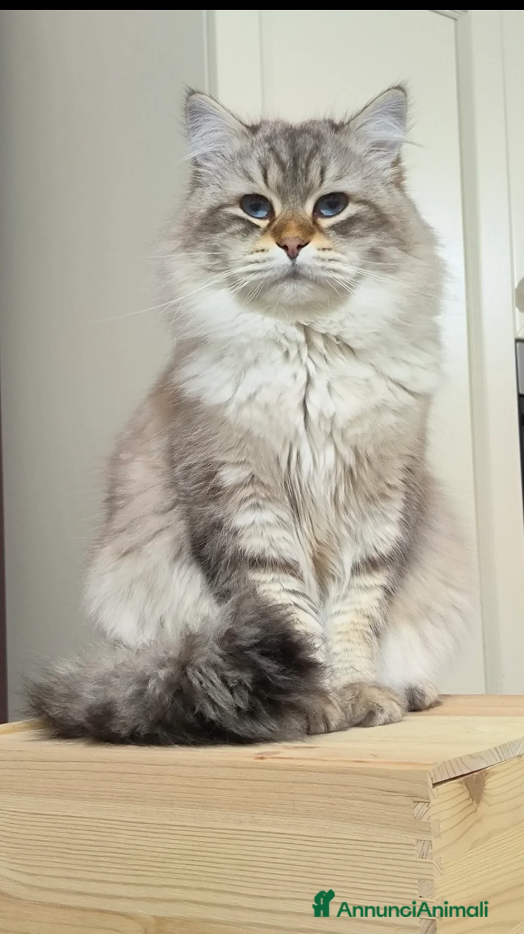 Siberiano gatti in vendita: Gatto siberiano maschio adulto - Annuncio 5