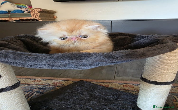 Persiano gatti a Provincia di Padova - Annuncio 2