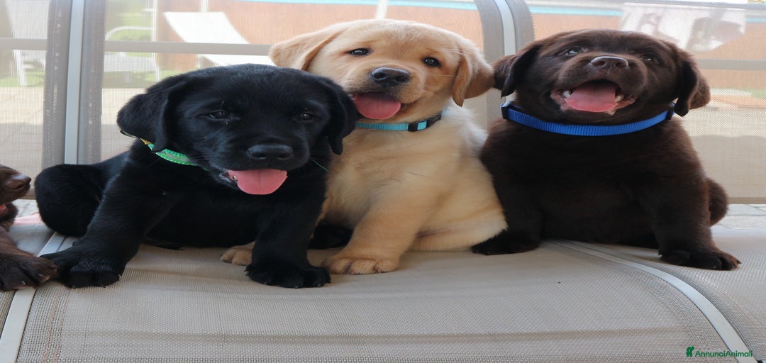 Immagine della galleria {{count}}