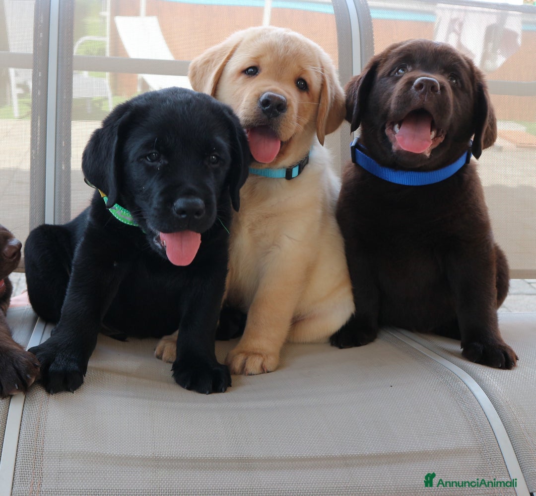 Immagine della galleria {{count}}