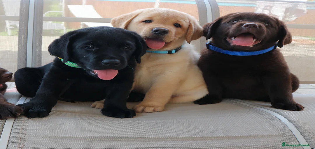 Immagine della galleria {{count}}