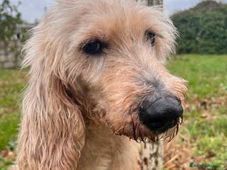 Spinone cani IL DOLCE JERRY - Annuncio 1