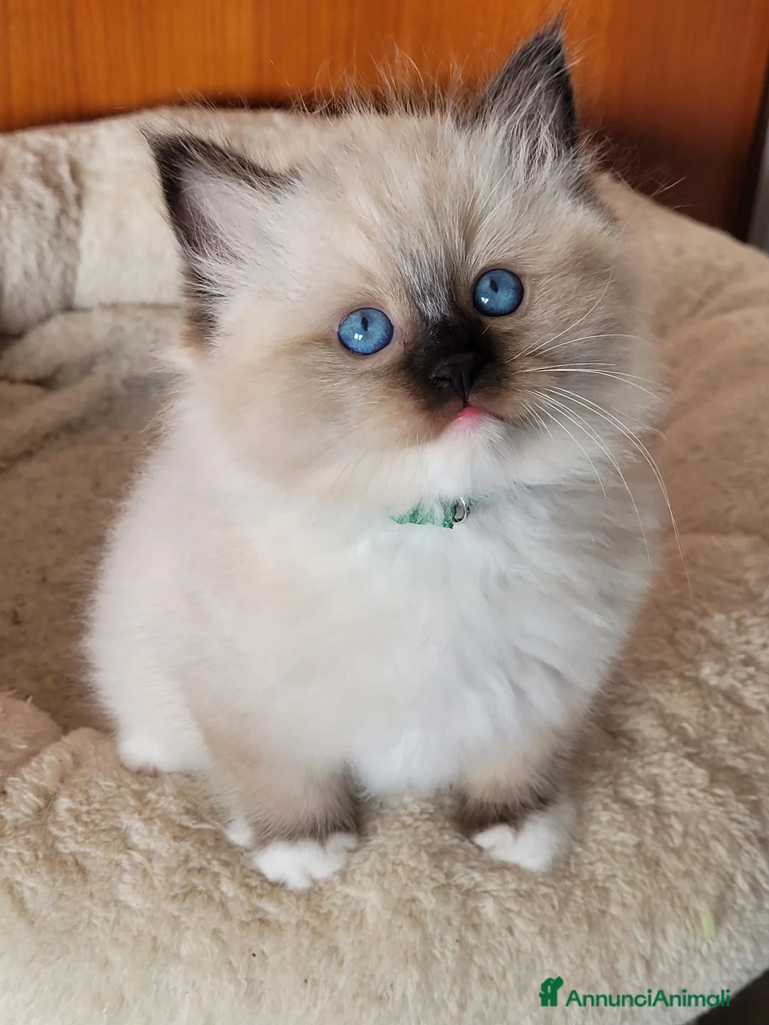 Ragdoll gatti in vendita: Ragdoll seal mitted - Annuncio 2