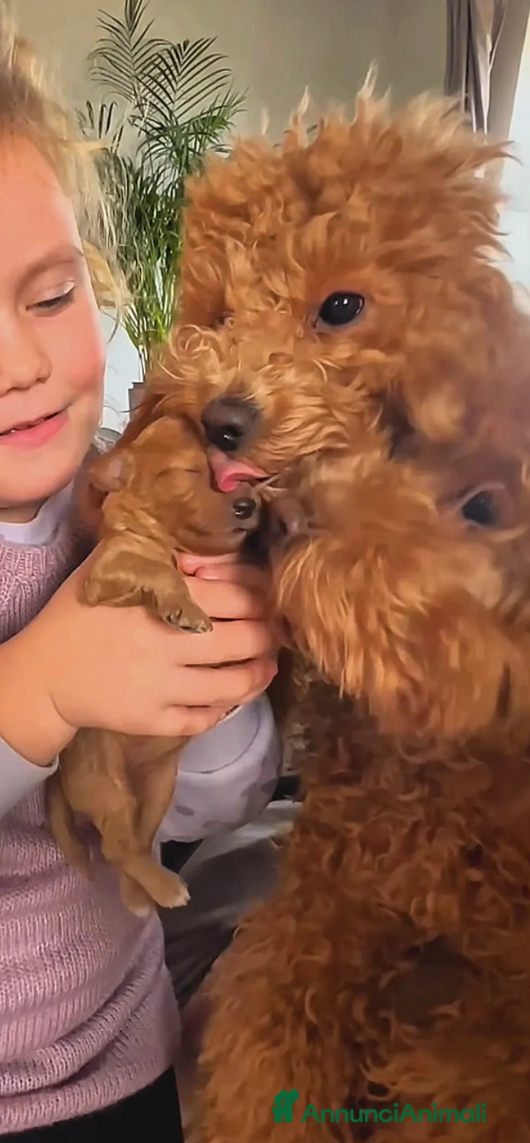 Meticcio cani in vendita: Barboncino nano❤️ - Annuncio 6