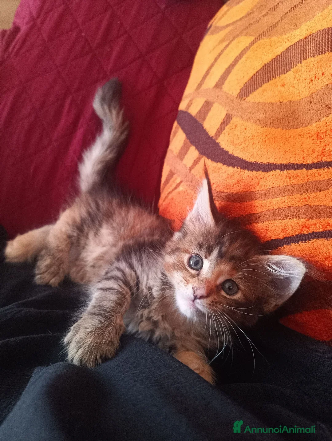 Maine Coon gatti in vendita: Dolcissima cucciola Maine Coon  - Annuncio 5