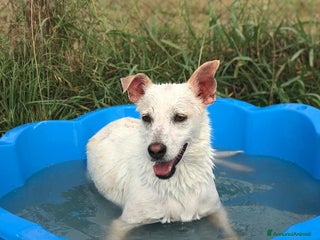 Meticcio cani Tilla, simpatica cagnolina a pois - in adozione a Provincia di Latina - Annuncio 39