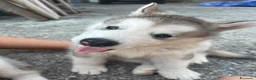 Alaskan Malamute cani in vendita: cucciolata di Alaskan Malamute - Annuncio 4