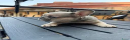 Bulldog Francese cani in vendita: Bulldog Francese Lilac Fawn - Annuncio 17