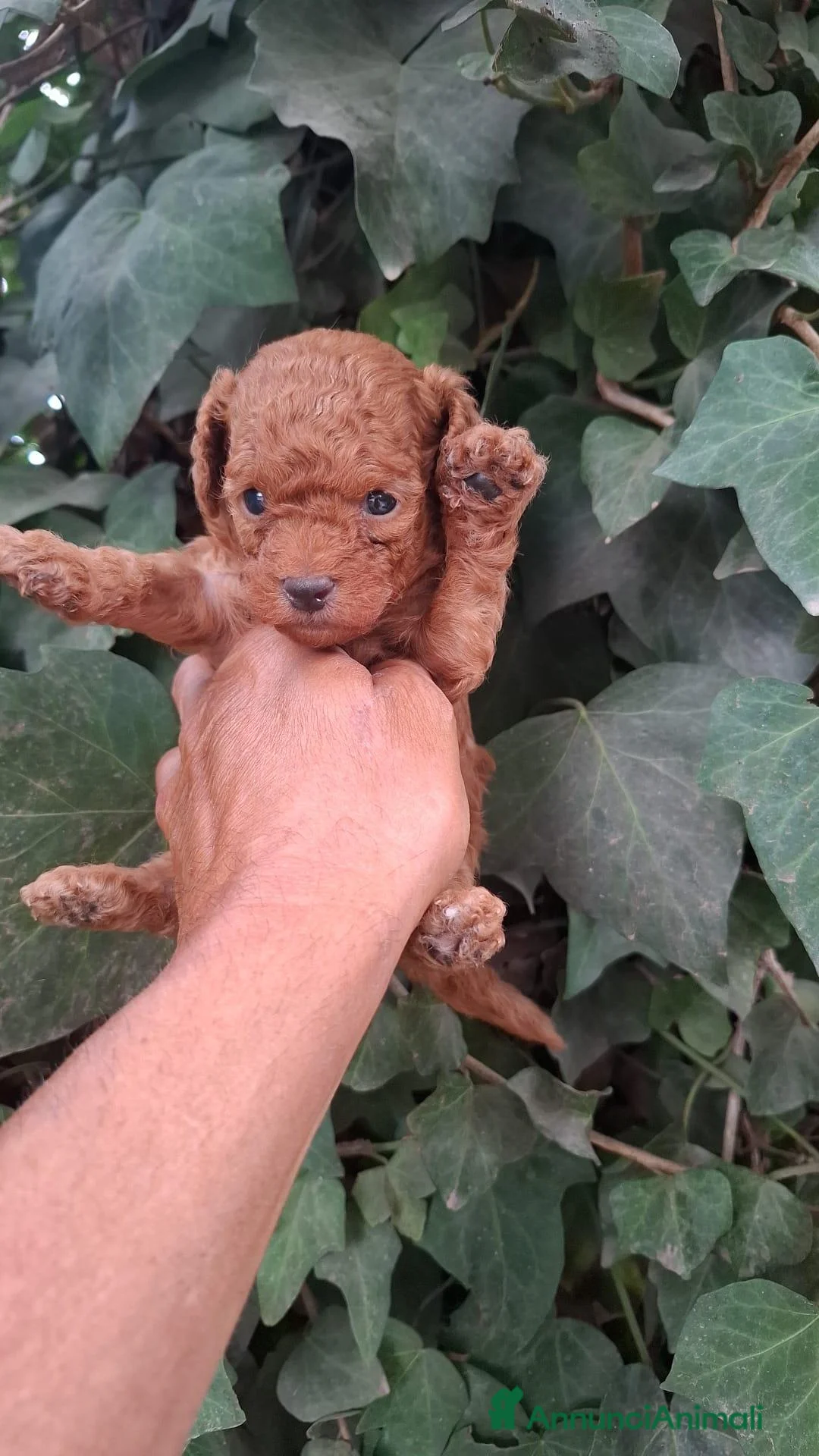Barboncino Toy cani in vendita: Barboncino toy - Annuncio 2