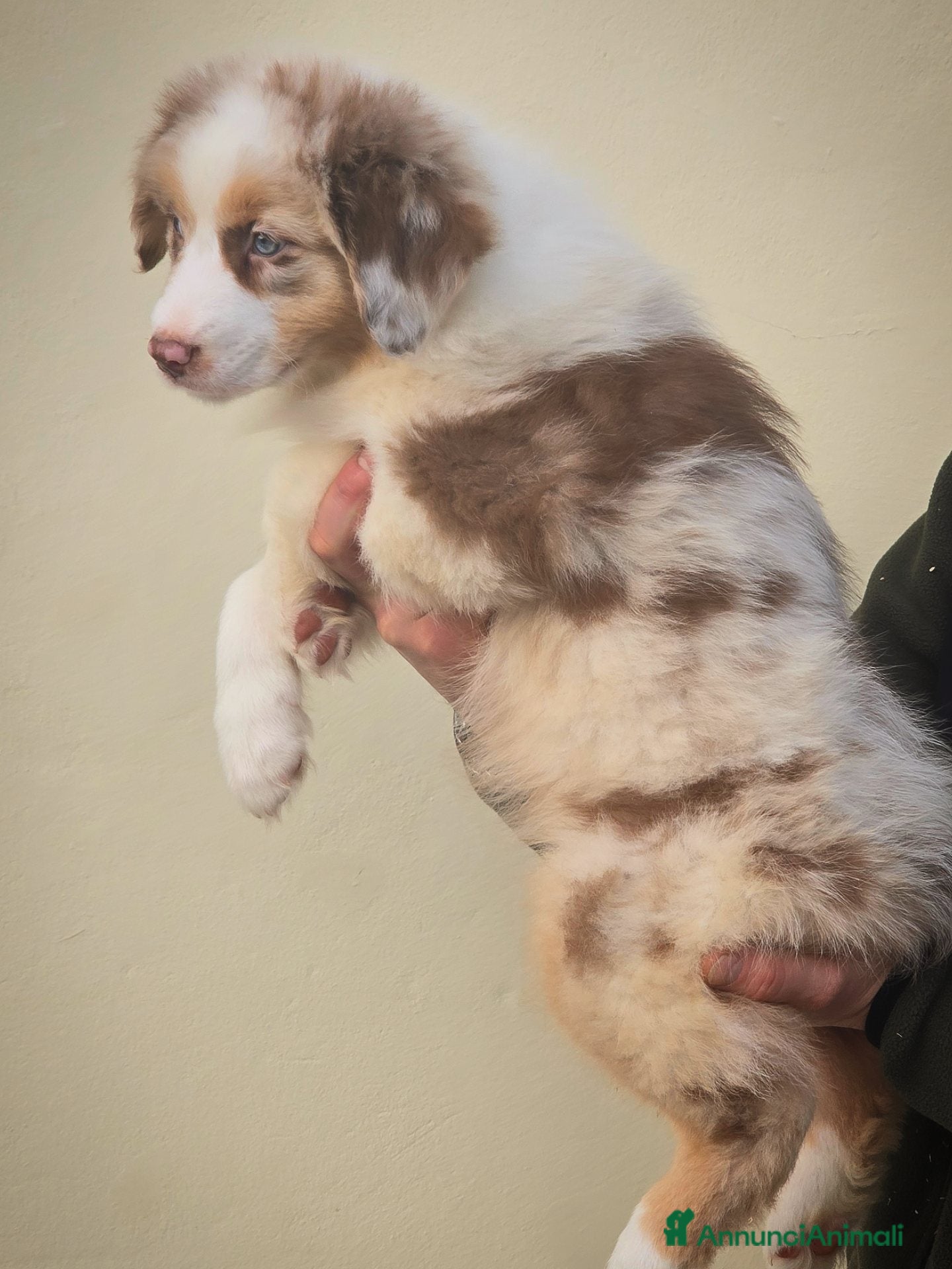 Australian Shepherd cani cucciolo pastore australiano con pedigree enci/fci - Annuncio 1