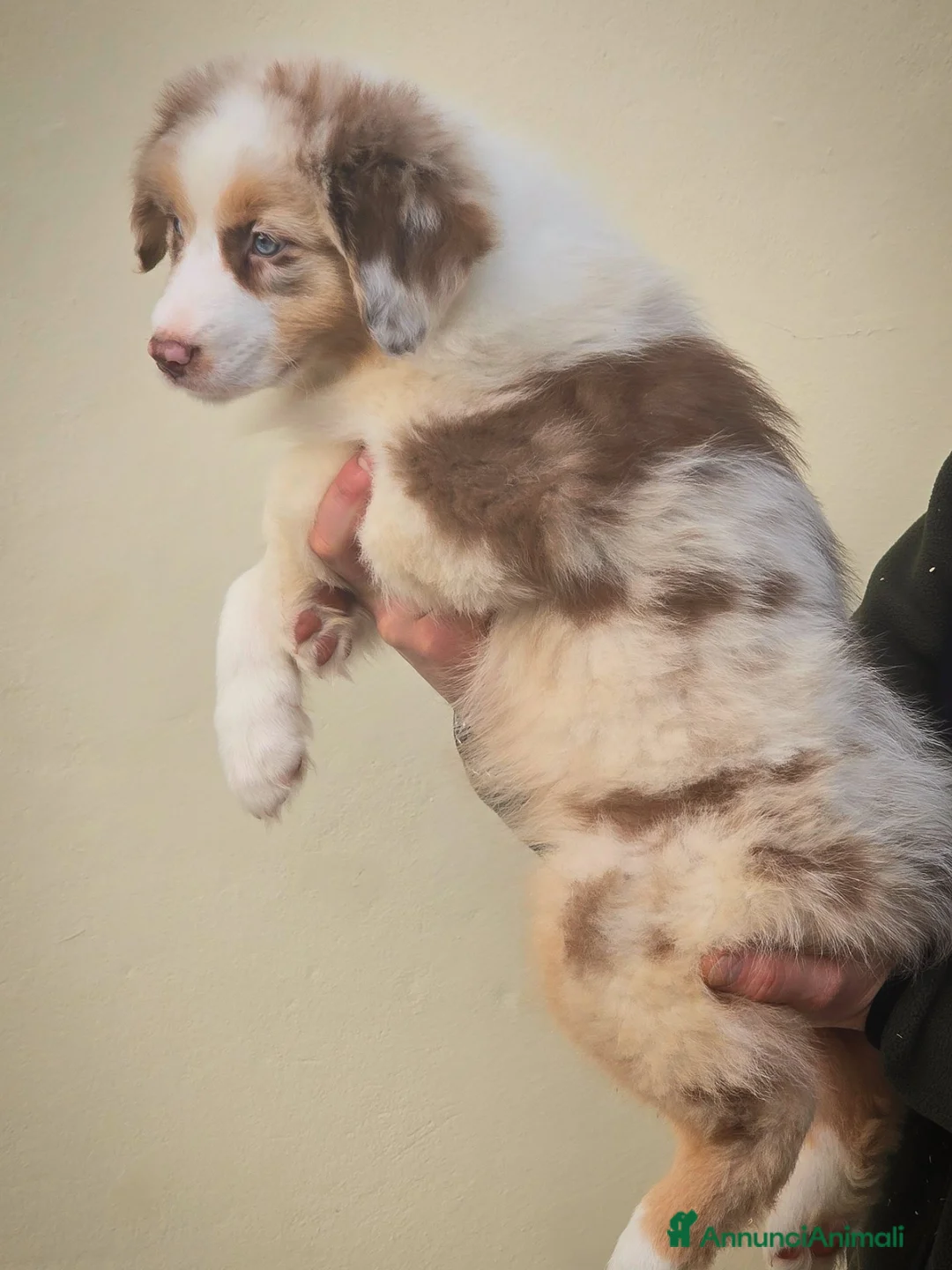 Australian Shepherd cani in vendita: cucciolo pastore australiano con pedigree enci/fci - Annuncio 1