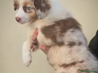 Australian Shepherd cani cucciolo pastore australiano con pedigree enci/fci - Annuncio 4