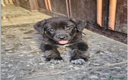 Altre razze cani in regalo: michelle e stellina a Provincia di Bergamo - Immagine 7