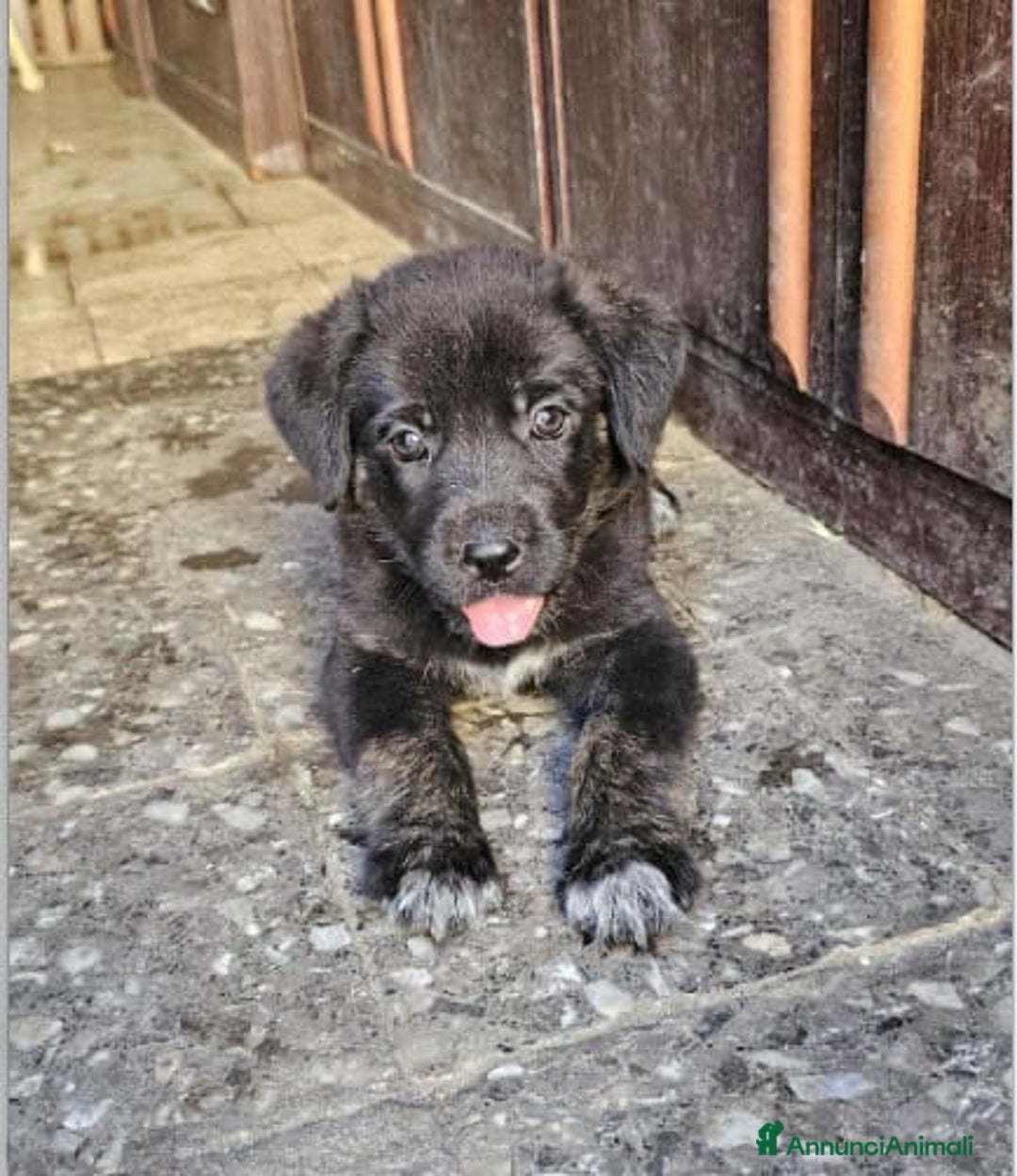 Altre razze cani in regalo: michelle e stellina a Provincia di Bergamo - Immagine 7