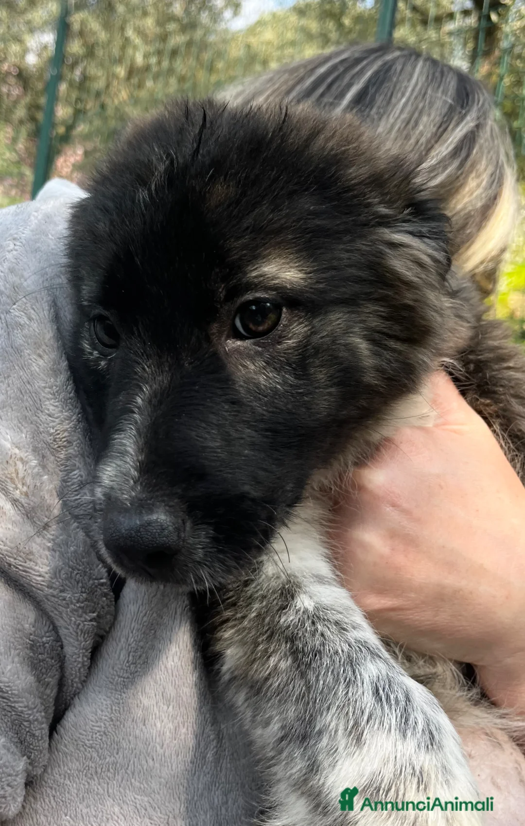 Meticcio cani in regalo: Sugar - Annuncio 12