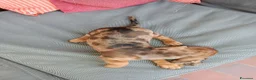 Bassotto cani in vendita: Bassotto arlecchino cioccolato  - Annuncio 4