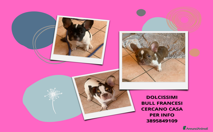Bulldog Francese cani a Provincia di Mantova - Annuncio 4