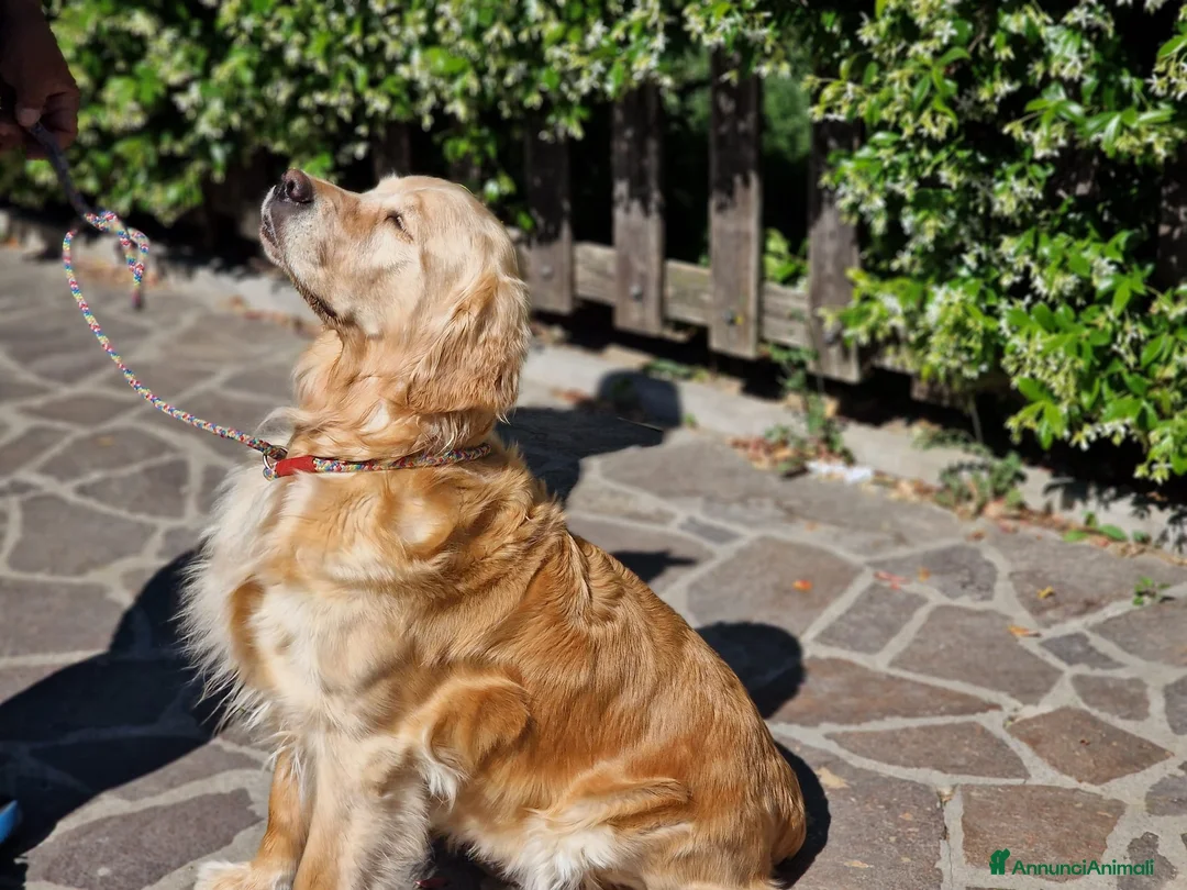 Golden Retriever cani in vendita: Golden retriever pronta consegna  - Annuncio 1