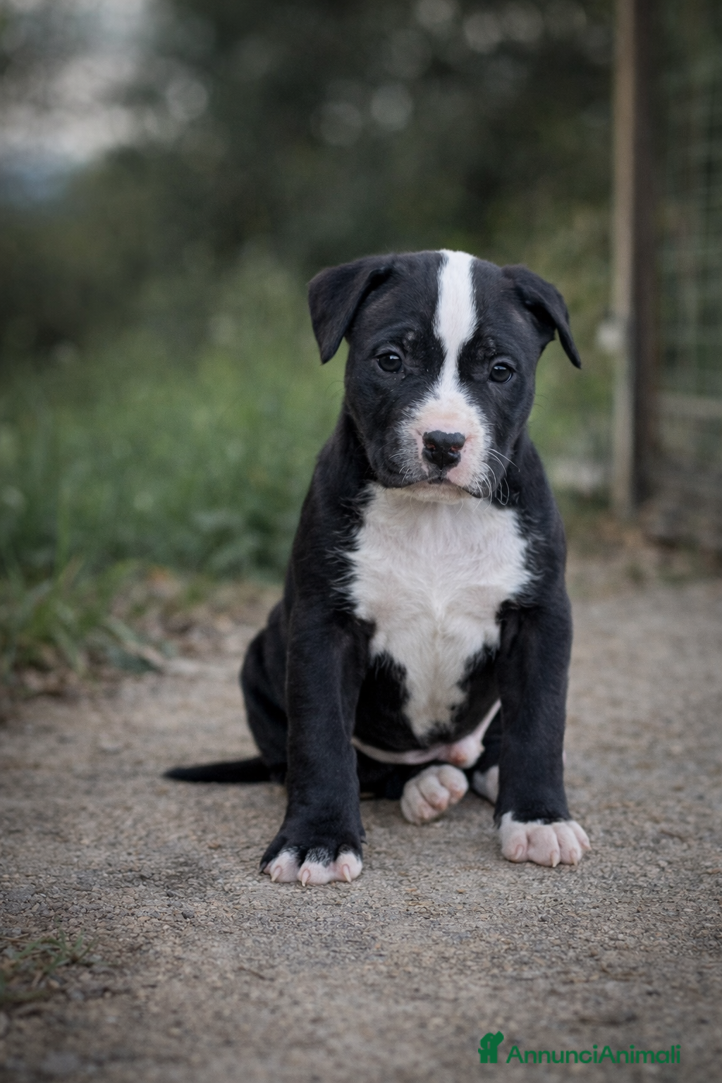 Pitbull cani ULTIMO Cucciolo American Pitbull Terrier UKC  - Annuncio 1