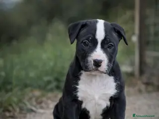 Pitbull cani ULTIMO Cucciolo American Pitbull Terrier UKC - Annuncio 1