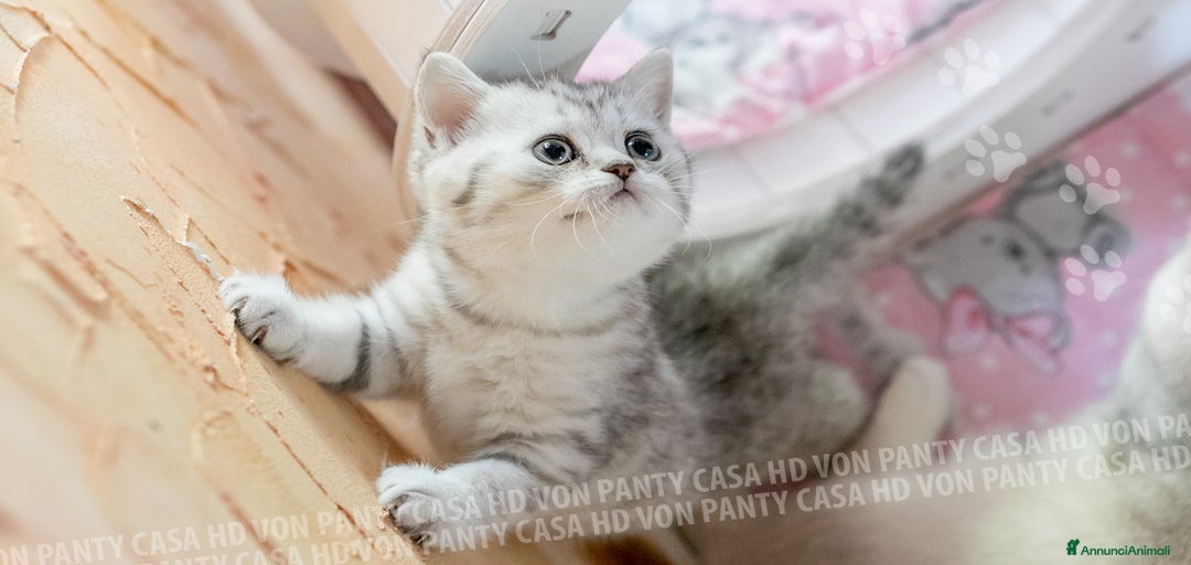 Immagine della galleria {{count}}