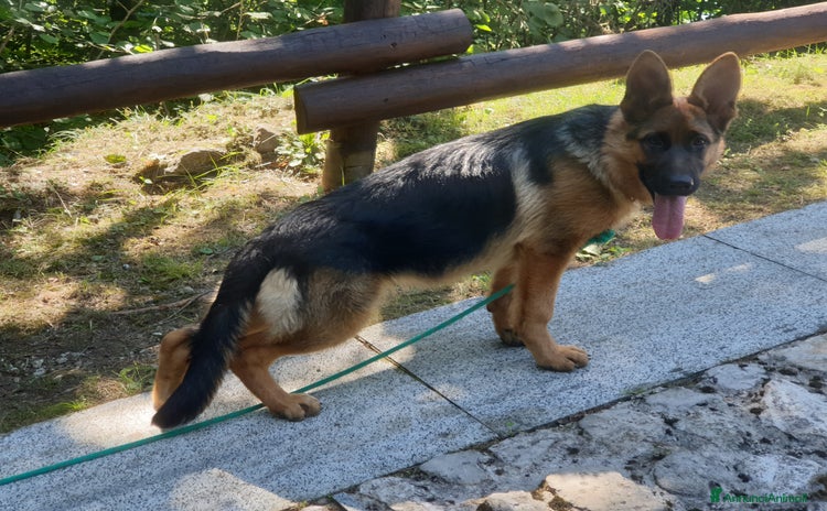 Pastore Tedesco cani a Provincia autonoma di Trento - Annuncio 3