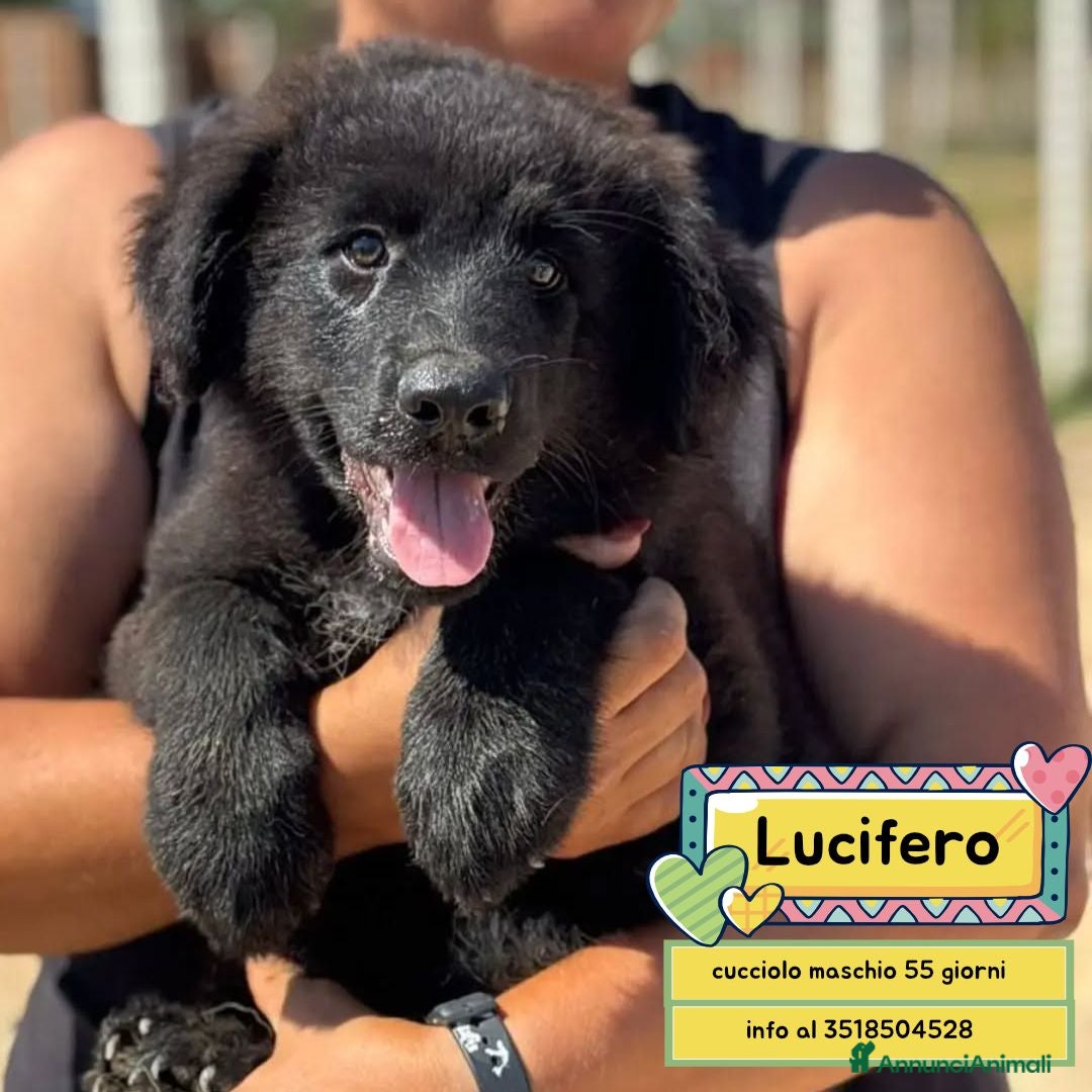 Meticcio cani Lucifero cucciolo mix pastore caucaso maremmano - Annuncio 17
