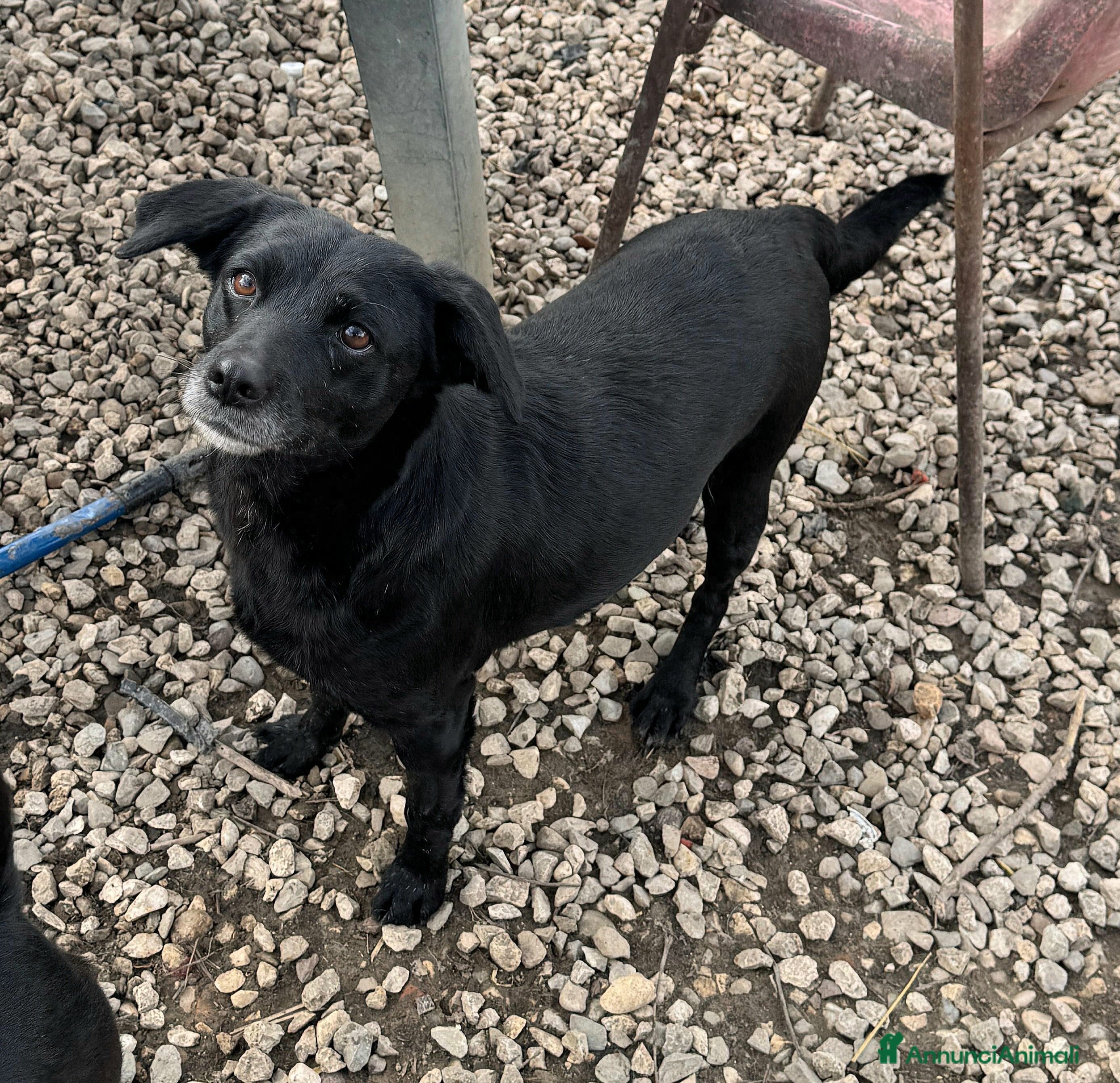 Meticcio cani Monica 3 anni Taglia piccola  - Annuncio 1