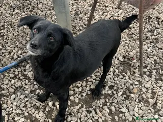 Meticcio cani Monica 3 anni Taglia piccola - Annuncio 12