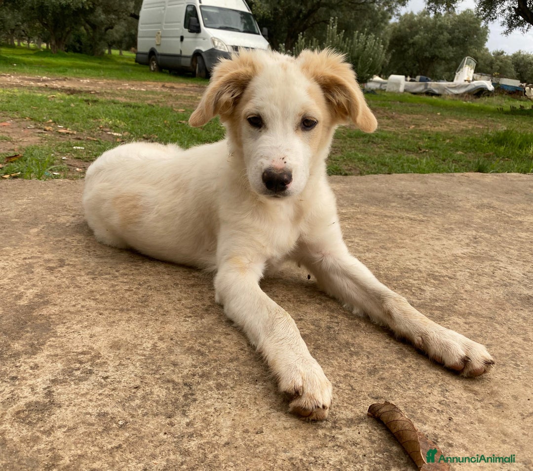 Meticcio cani in regalo: Fuffy cucciolo adorabile - Annuncio 12