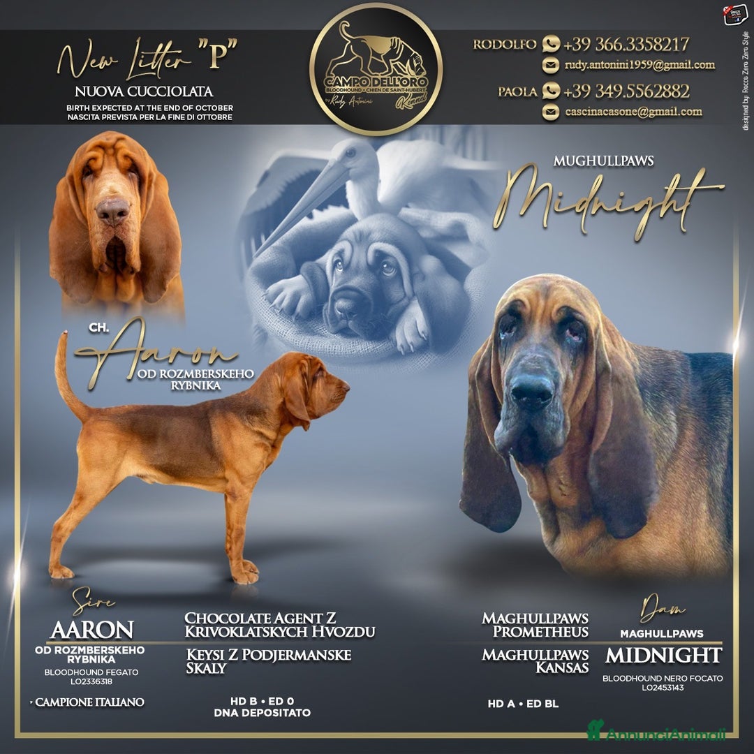 Bloodhound cani in vendita: Cuccioli Bloodhound-Chien de St. Hubert - Annuncio 2