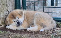 Akita Inu cani in vendita: CUCCIOLI DI AKITA - MONZA/BRIANZA E COMO a Province of Como - Immagine 3