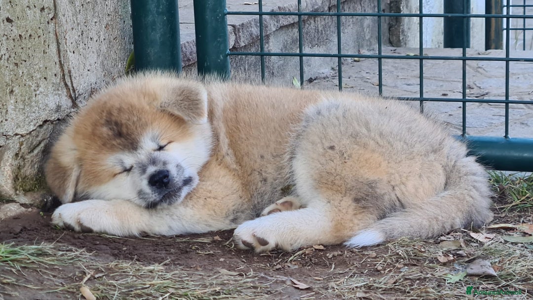 Akita Inu cani in vendita: CUCCIOLI DI AKITA - MONZA/BRIANZA E COMO a Province of Como - Immagine 3