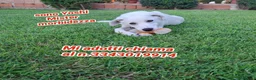 Meticcio cani in regalo: YOSHI 💙 quel sorriso merita una famiglia 😍😍 a Provincia di Brescia - Annuncio 2