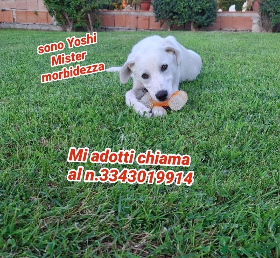 Meticcio cani in regalo: YOSHI 💙 quel sorriso merita una famiglia 😍😍 a Provincia di Brescia - Annuncio 2