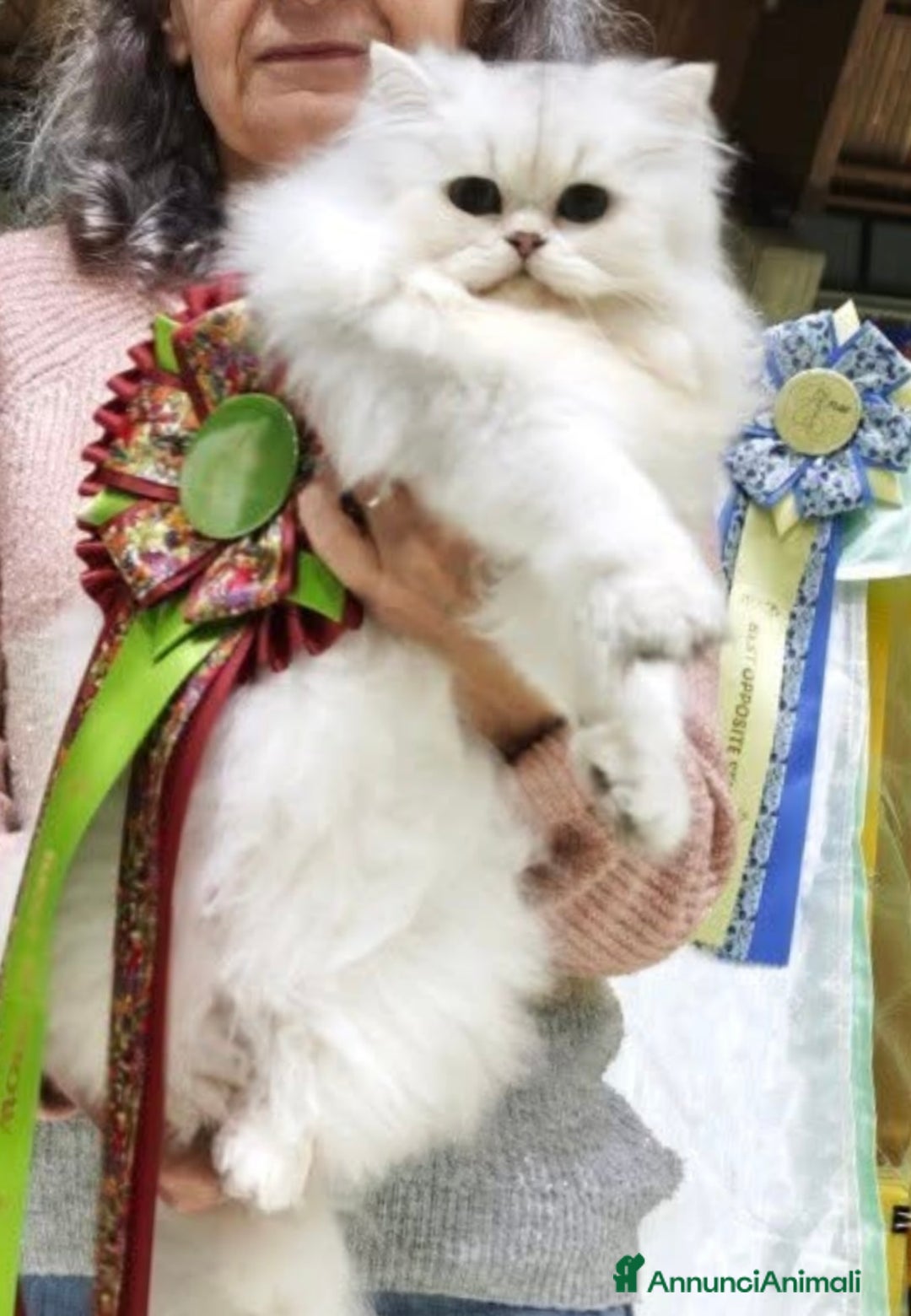 British gatti in vendita: British longhair - Annuncio 2