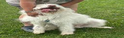 Meticcio cani in regalo: TRADITO DALLA SUA FAMIGLIA!  a Provincia di Ferrara - Annuncio 5