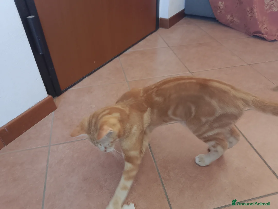 Altre razze gatti in regalo: Tre gattini offerti anche separatamente a Provincia di Monza e della Brianza - Annuncio 3