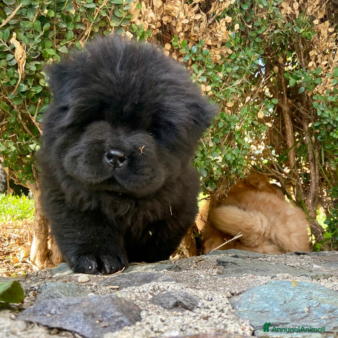 Chow Chow cani in vendita: Chow Chow Cucciole femmine nero e rosso  - Annuncio 2