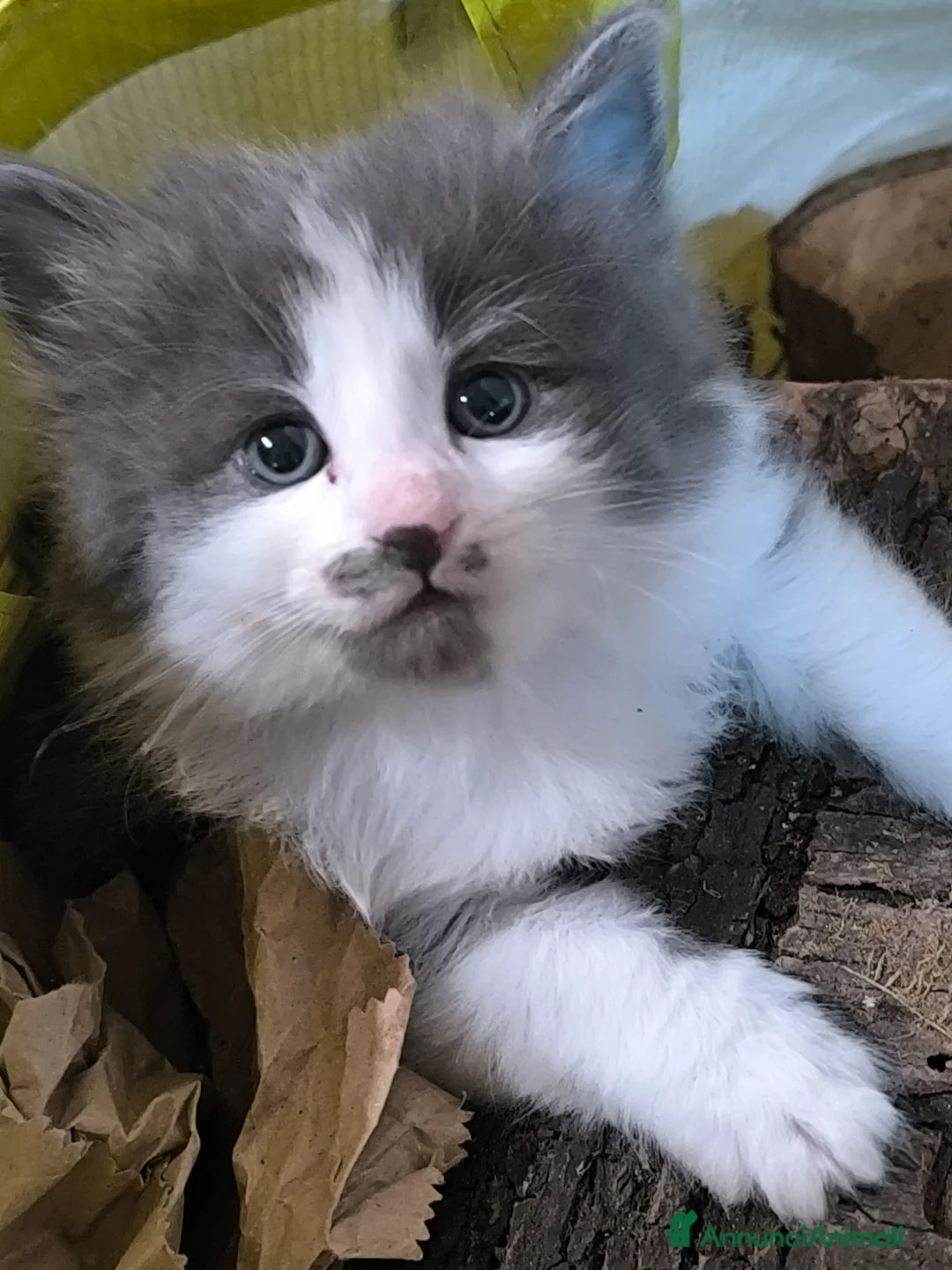 Norvegese gatti in vendita: Norvegesi delle foreste - Annuncio 3