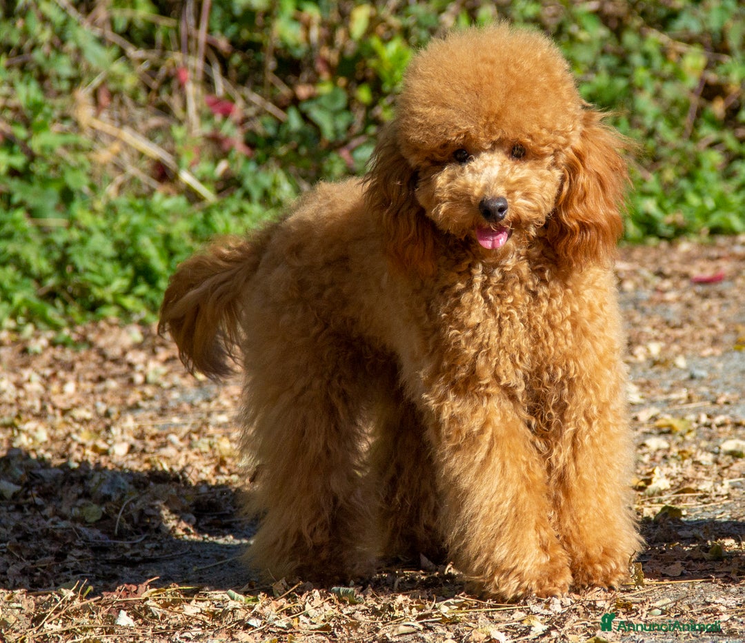 Barboncino cani in vendita: Cucciolo Barboncino Nano nato il 31/01/2025 - Annuncio 2